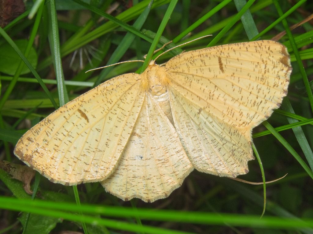 Angerona prunaria (Linnaeus, 1758)